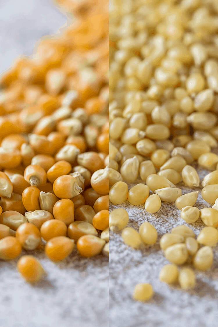 regular and mushroom popcorn kernels scattered side-by-side on a table